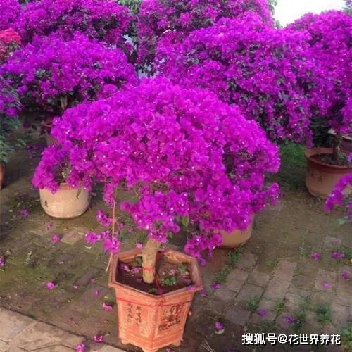 花期最长的三角梅品种 家里千万不能养三角梅