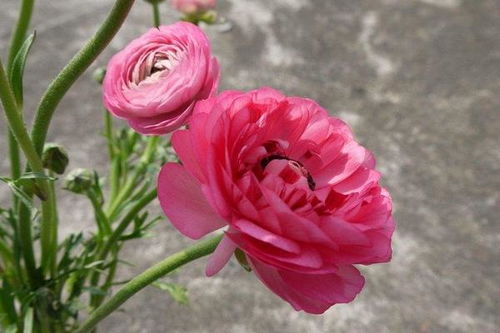 花毛茛的花语和寓意 花毛茛象征了什么