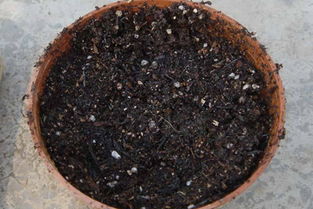花椒籽泡水里能发芽吗 花椒籽泡几天出芽