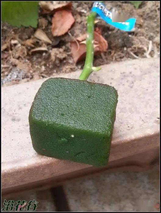 花泥可以泡一晚上吗 花泥最多泡几个小时
