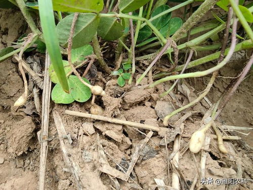 花生打氯化胆碱需要几遍 氯化胆碱打花生怎么打好