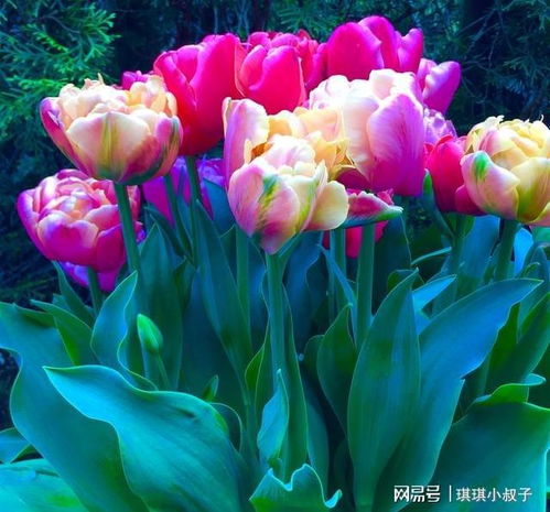 花朵什么的什么的写句子 花朵一年级简短句子