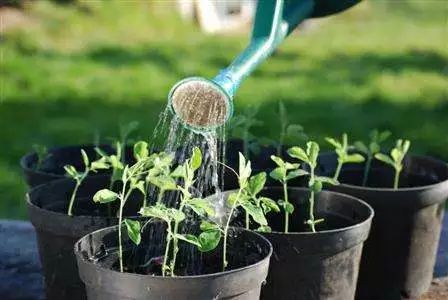 花怎么浇水是正确的 给花浇水一般往哪里浇