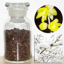 花种子批发在哪里购买 花种子哪里有卖零售