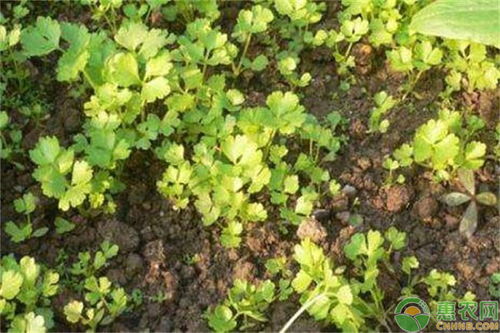 芹菜怎样催芽 芹菜夏天高温如何催芽