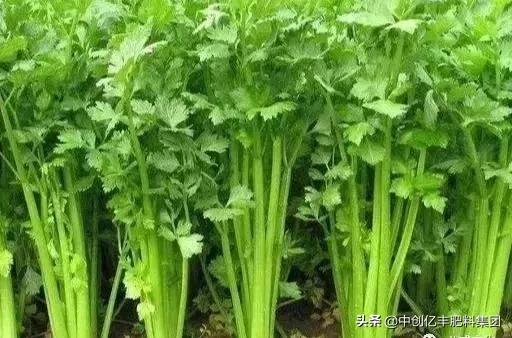 芹菜种子如何催芽 冰箱芹菜催芽几天