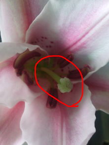 花芯是花的哪个部位 花芯代表哪个部位图解