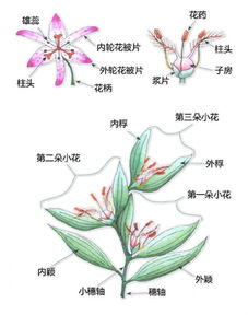 花的结构特点 植物的花的形态结构特点