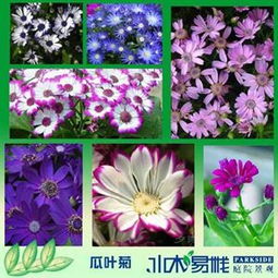 花的种类大全 花卉大全及花名