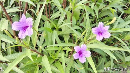 花花草草的生肖 花花草草指的是什么