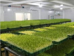 芽苗菜为什么不好卖 芽苗菜创业靠谱吗