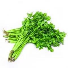 芹菜最佳播种时间 芹菜立秋后能种吗