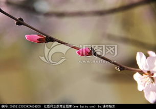 花苞和花蕾的区别 花苞是花骨朵吗