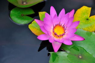 花的水里面放糖还是放盐 为什么插花水中要放盐