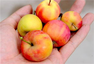 花红就是海棠果吗 花红又叫什么果