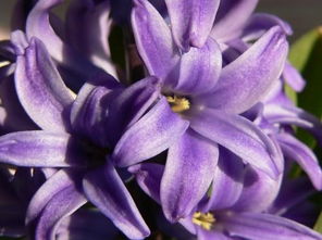 花语是死亡和诅咒的花 花语是压抑绝望的花