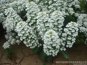 花种子大全及价格 各种花卉种子批发