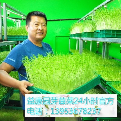 芽苗菜创业靠谱吗 100平方芽苗菜利润