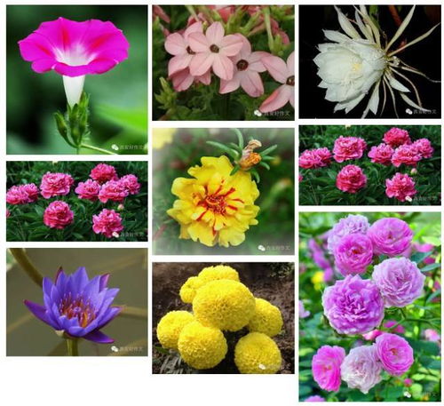 花钟的十二种花 一天花钟的24种花图