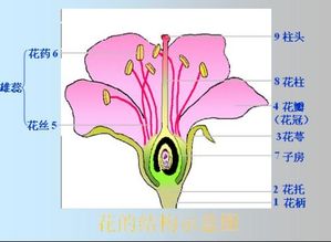 花的基本结构 花的四个结构