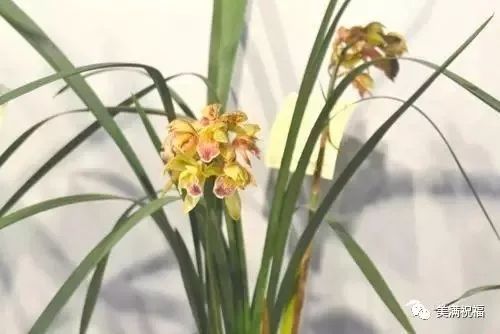 苏州市花是哪个花 茉莉花是哪个城市的市花