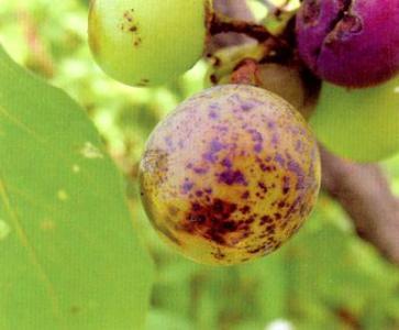 苯甲丙环唑在玉米上的使用量 苯甲丙环唑对玉米有什么好处