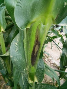 苹果属于什么茎 玉米茎是什么茎类