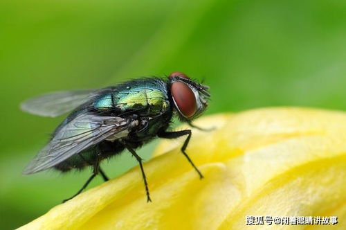 苍蝇飞进卧室会产卵吗 房间有苍蝇是因为脏吗
