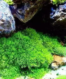 苔藓可以一直泡水吗 苔藓能直接放深水养吗