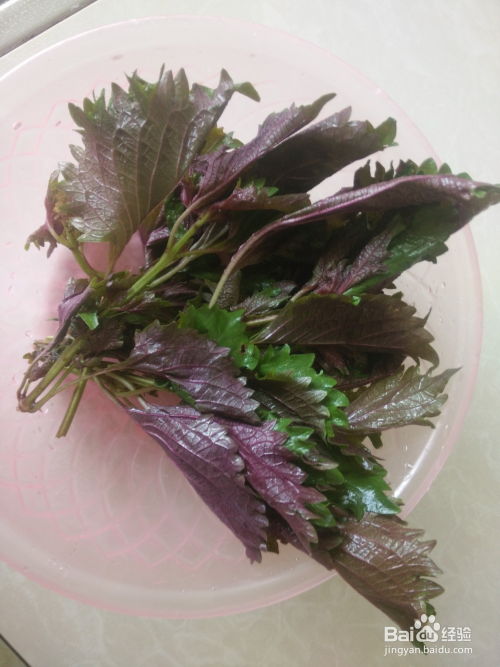 苏子叶最简单的吃法 紫苏叶酱的制作方法