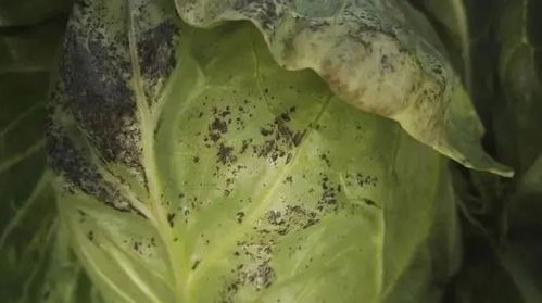 苯醚甲环唑防治什么病 苯醚甲环唑配什么杀菌剂最好