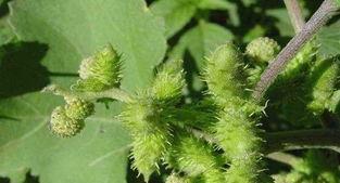 苍耳子煮水后毒性大吗 炒苍耳子的副作用太大了