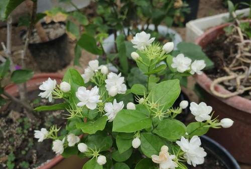 茉莉花为什么用黄泥土 茉莉花的黄泥必须洗掉吗