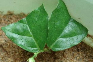 茉莉花的扦插繁殖方法 茉莉花7月扦插能活吗