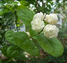 茉莉代表什么女人 茉莉花开是在暗示什么