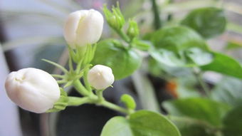 茉莉花代表什么女人 茉莉花开是在暗示什么