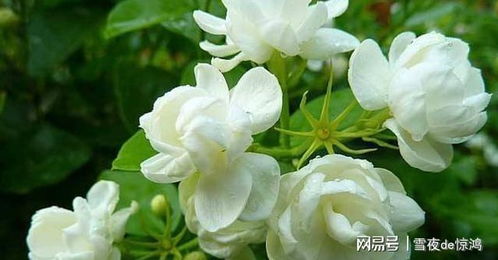 茉莉花根深埋还是浅埋 茉莉花选高盆还是矮盆