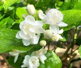 茉莉几月开花 茉莉花为什么不吉利