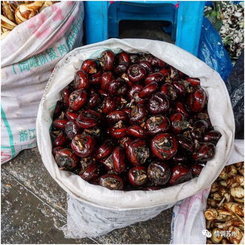 茨菇与马蹄是一种吗 马蹄荸荠种植技术