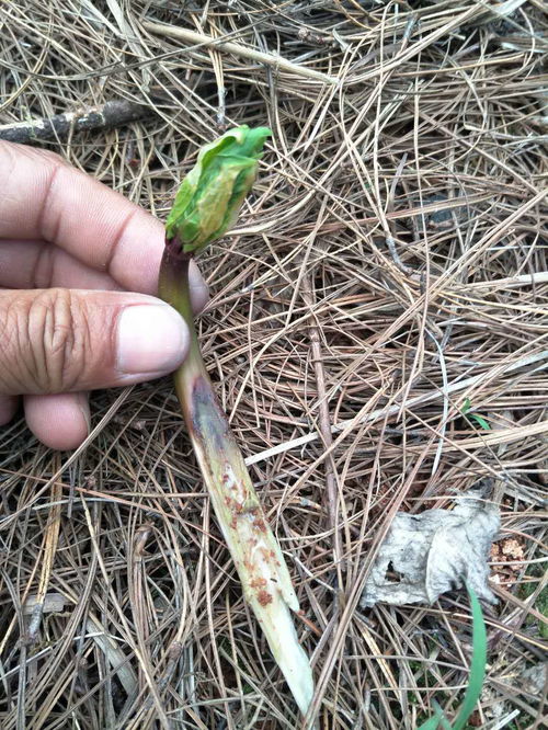 茎基腐病最有效的治疗方法 茎腐病防治的最好杀菌剂