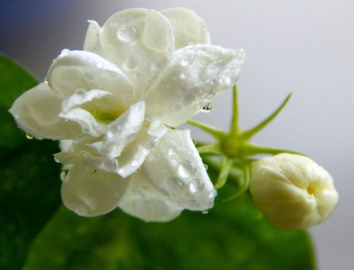 茉莉花闻多了会中毒吗 茉莉花闻多了会头晕吗