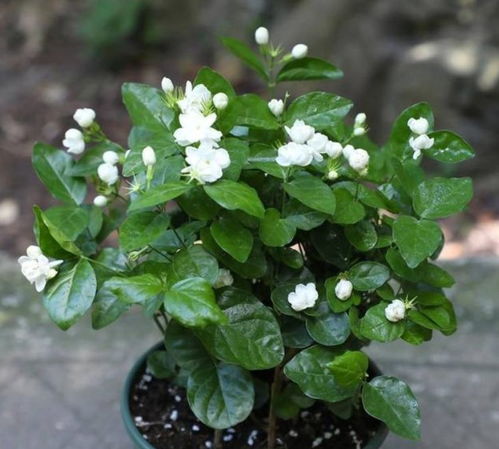 茉莉花的花期是什么时候 不可以乱送茉莉花