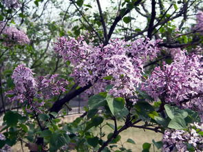 茉莉花在线观看免费 丁香花在线视频观看免费