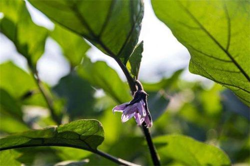 茄子立秋后怎样把枝剪掉 茄子二茬怎么修剪老枝