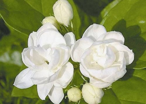 茉莉花的寿命是多少年 茉莉花为什么不吉利