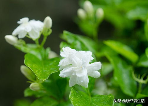 茉莉花不吉利是真是假 茉莉是吉树还是凶树呢