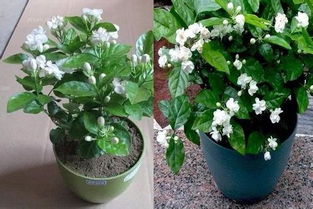 茉莉花适合在室内养吗 茉莉花十大忌讳