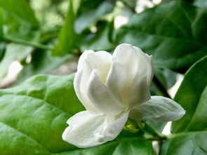 茉莉花的象征 茉莉花为什么不吉利