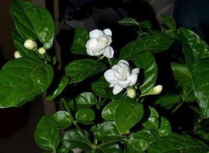 茉莉花的气味 茉莉花的资料