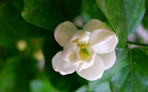 茉莉花可以室内养吗 茉莉花开多长时间就谢了